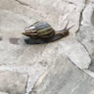 Meet your Posher, Grace